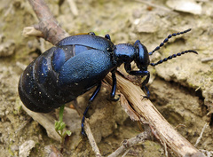 Meloe proscarabaeus