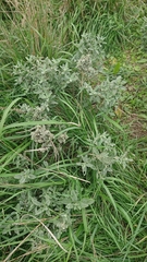 Marrubium peregrinum