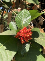 Burchellia bubalina