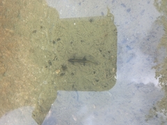 Triturus carnifex