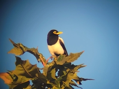 Pica nuttalli