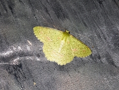 Herochroma subtepens