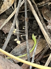 Phycomyces