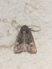 Lacinipolia olivacea