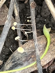 Phycomyces