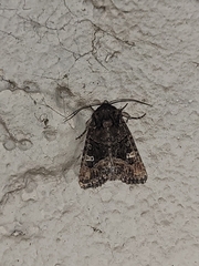 Lacinipolia olivacea