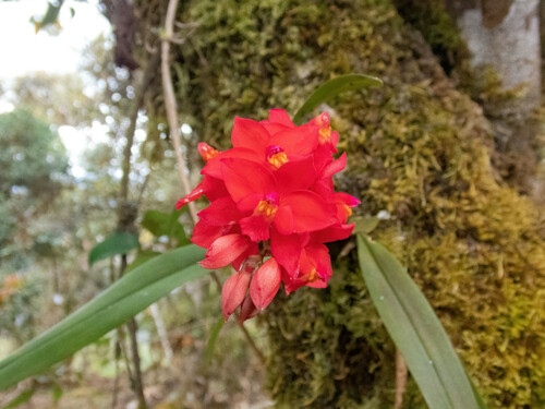 Oncidium noezlianum, photograph 4
