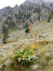 Gentiana lutea