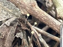 Phycomyces