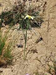 Moraea collina