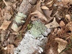 Myelochroa aurulenta