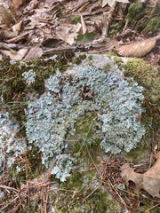 Myelochroa aurulenta