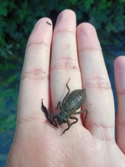 Gomphidae