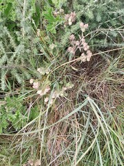 Hermannia hyssopifolia