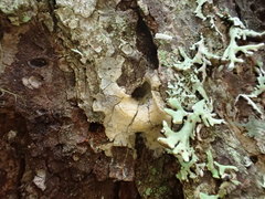 Dendroctonus rufipennis