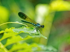 Heliocypha perforata