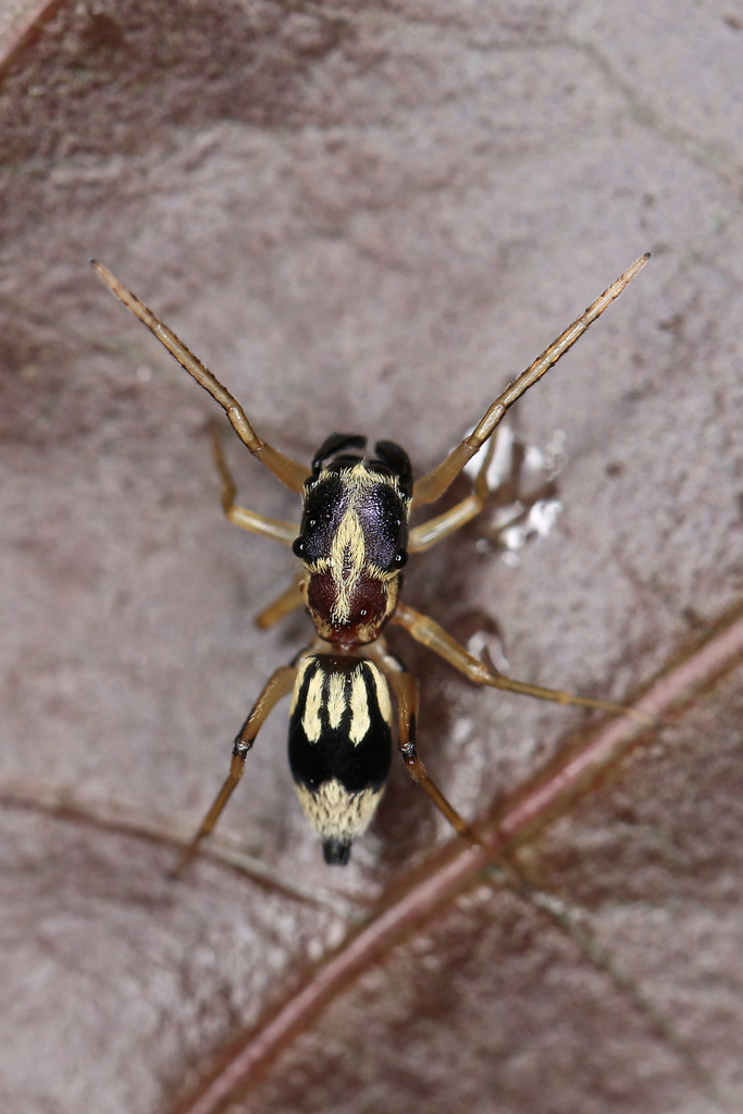 Emertonius exasperans