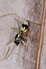 Emertonius exasperans