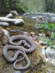 Natrix astreptophora