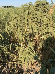 Amaranthus palmeri