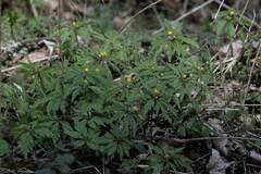 Anemonoides ranunculoides