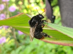 Bombus lapidarius