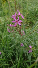Lythrum virgatum
