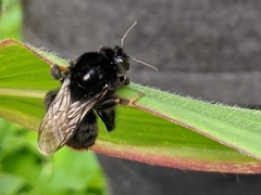 Bombus lapidarius