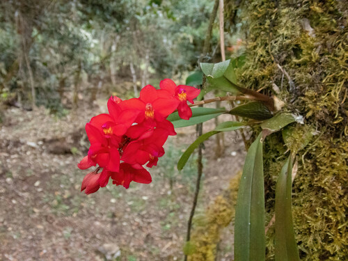 Oncidium noezlianum, photograph 3