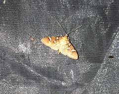 Cotachena alysoni