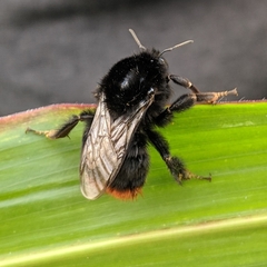 Bombus lapidarius