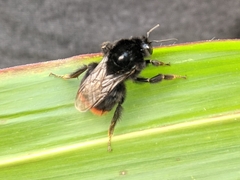 Bombus lapidarius