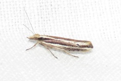 Ypsolopha ustella