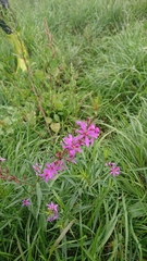 Lythrum virgatum