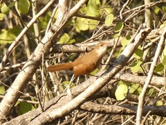 Tarphonomus certhioides