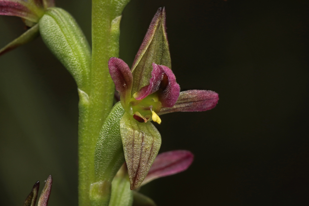 Prasophyllum nitidum
