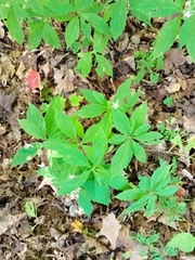 Oclemena acuminata image