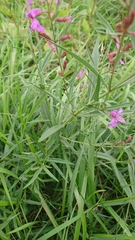 Lythrum virgatum