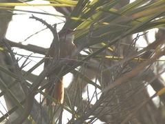Furnariinae