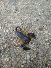 Euscorpius flavicaudis