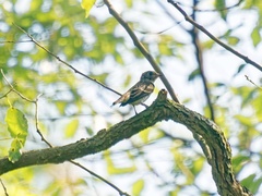 Muscicapa sibirica