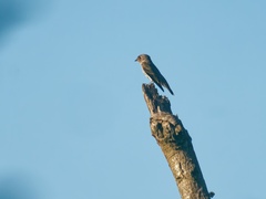 Muscicapa sibirica