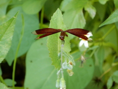 Neurothemis taiwanensis