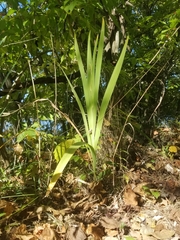 Iris domestica