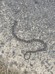 Pantherophis alleghaniensis