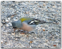 Fringilla coelebs africana