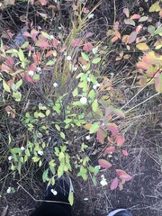 Symphoricarpos occidentalis