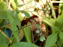 Neurothemis taiwanensis