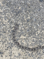 Pantherophis alleghaniensis