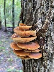 Flammulina velutipes